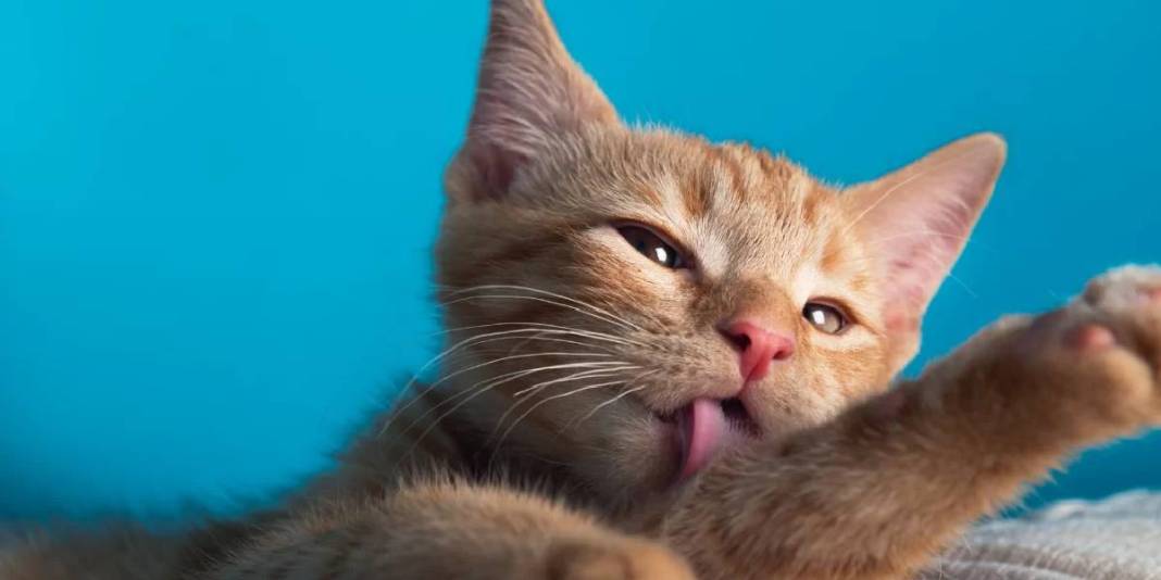 Kediler neden kendini yalar? Asıl sebep belli oldu: Sadece hijyen değilmiş! 5